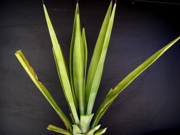 Agave sisalana Perrine, Congr. Doc. 564: 8, 9, 16, 47, 60, 86, Sen Doc.  300: 36, 105, 140, 1838. :: kaktusyfabian