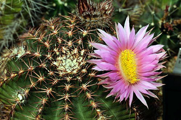Echinocereus pulchellus var. weinbergii (Weing.) N. P. Taylor, Kew Mag., 2:  272, 1985 :: kaktusyfabian