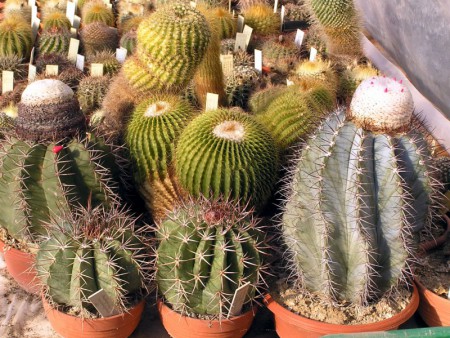 Melocactus, Eriocactus, Notocactus