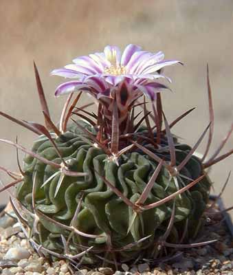 Echinofossulocactus debilispinus syn. Stenocactus debilispinus