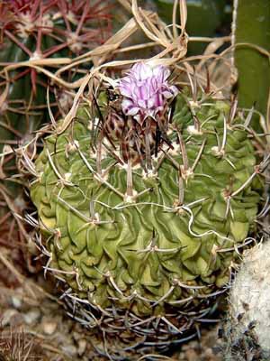 Echinofossulocactus fasciculatus, syn. Stenocactus fasciculatus