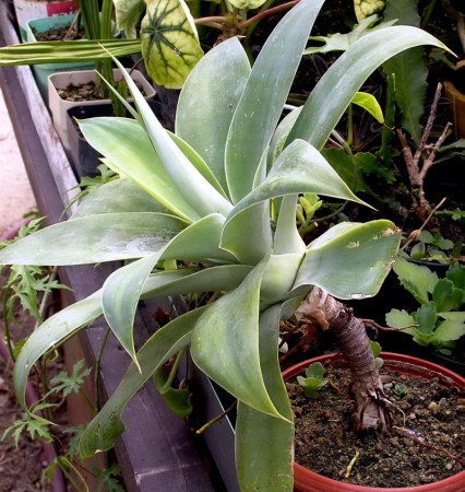 Agave attenuata Salm-Dyck, in Salm, Hortus Dyckensis 1834: 3 (303) ::  kaktusyfabian