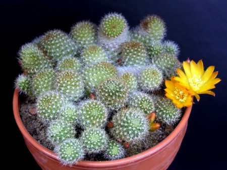 Rebutia fabrisii var. aureiflora Rausch, Kakteen und andere Sukkulenten,  28: 53, 1977 :: kaktusyfabian