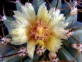 /album/fotogaleria-rod-ferocactus/p7140023-jpg/