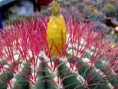 /album/fotogaleria-rod-ferocactus/p7200048-jpg/